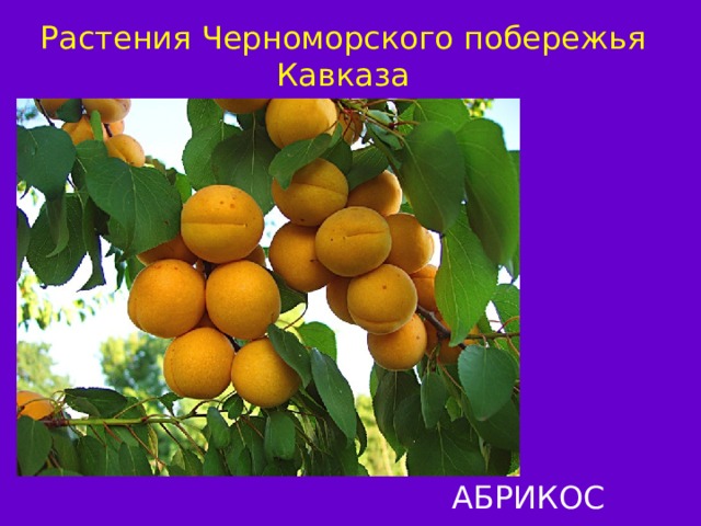 Растения Черноморского побережья Кавказа АБРИКОС 