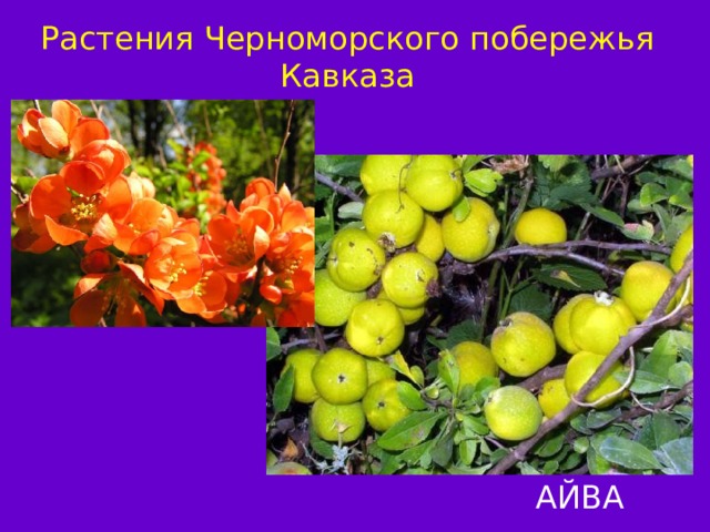 Растения Черноморского побережья Кавказа АЙВА 