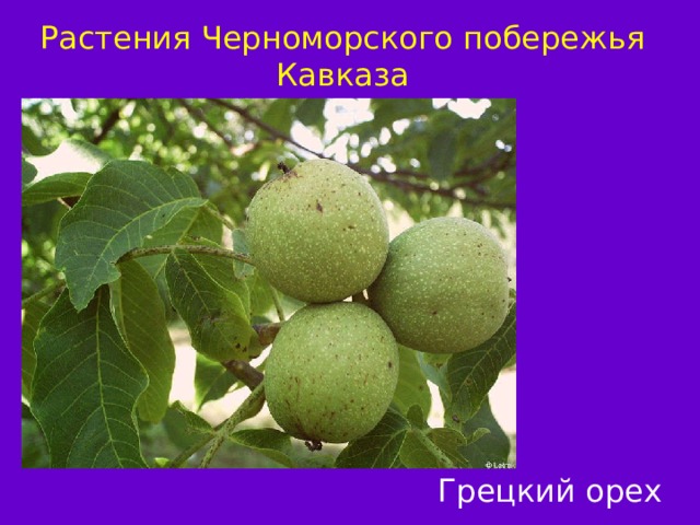 Растения Черноморского побережья Кавказа Грецкий орех 