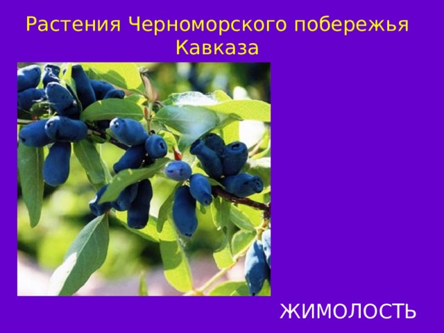 Растения Черноморского побережья Кавказа ЖИМОЛОСТЬ 