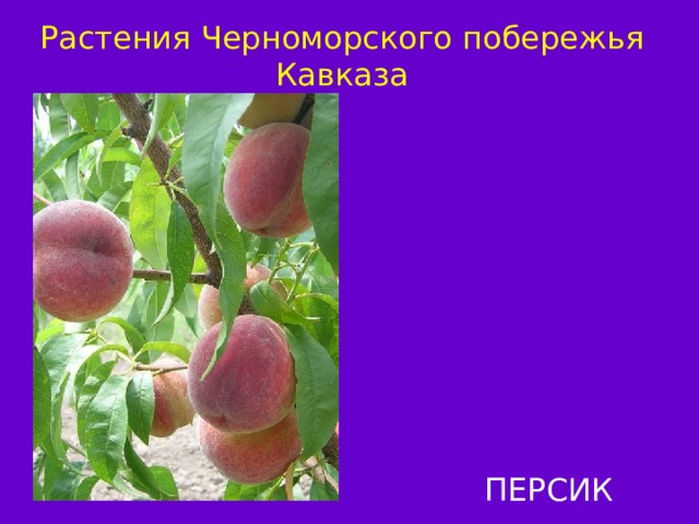 Растения Черноморского побережья Кавказа ПЕРСИК 