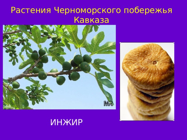 Растения Черноморского побережья Кавказа ИНЖИР 