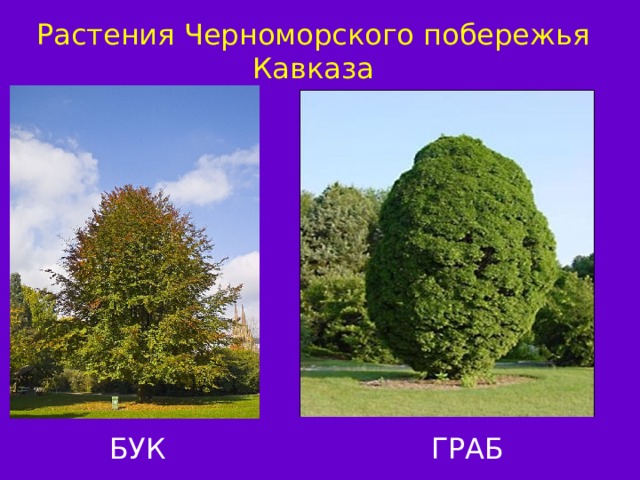 Растения Черноморского побережья Кавказа БУК ГРАБ 