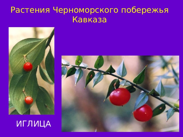 Растения Черноморского побережья Кавказа ИГЛИЦА ГРАБ 