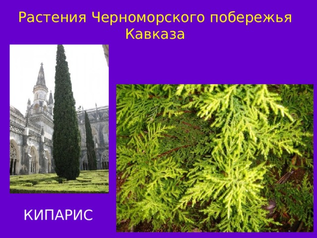 Растения Черноморского побережья Кавказа КИПАРИС ГРАБ 