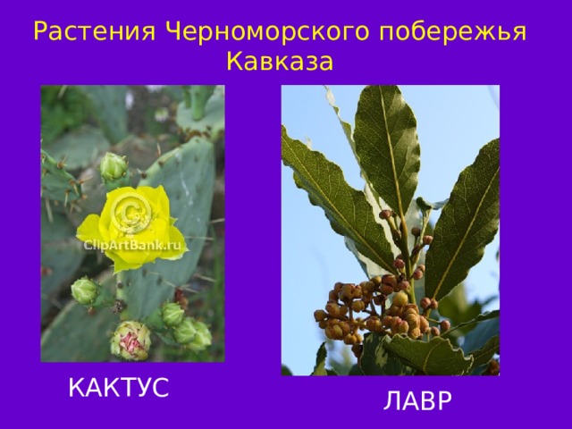 Растения Черноморского побережья Кавказа КАКТУС ЛАВР 