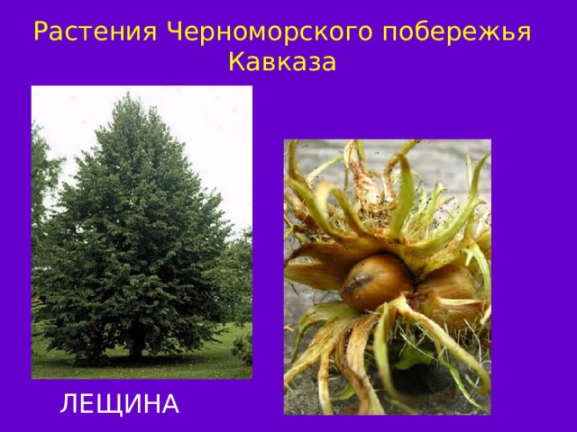 Растения Черноморского побережья Кавказа ЛЕЩИНА ЛАВР 