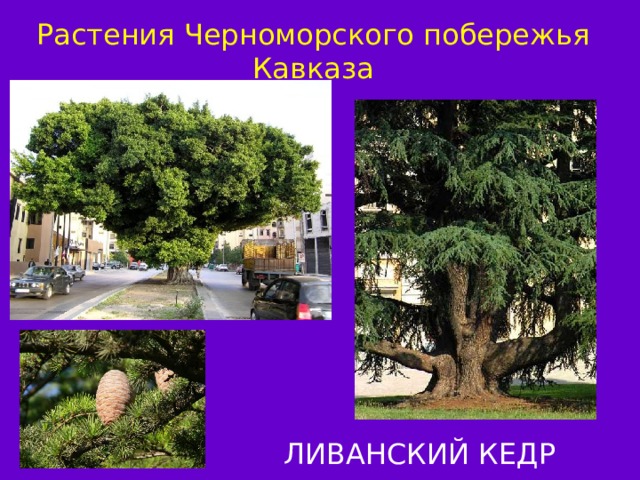 Растения Черноморского побережья Кавказа ЛИВАНСКИЙ КЕДР 