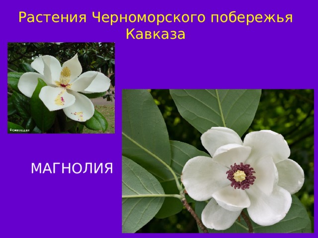 Растения Черноморского побережья Кавказа МАГНОЛИЯ ЛАВР 