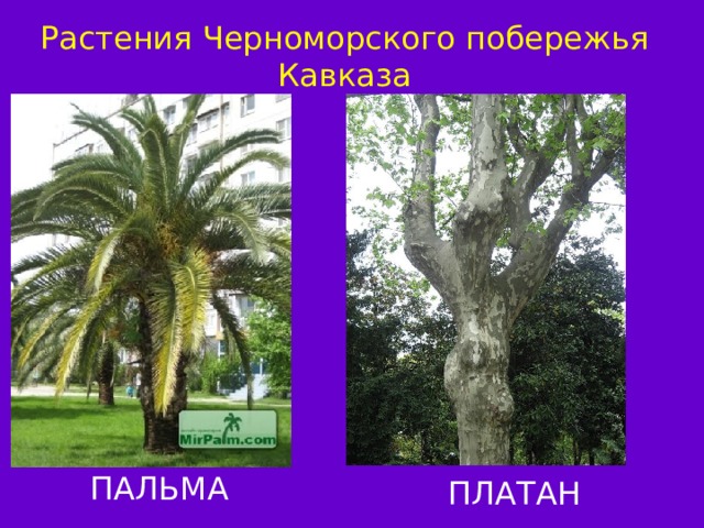 Растения Черноморского побережья Кавказа ПАЛЬМА ПЛАТАН 