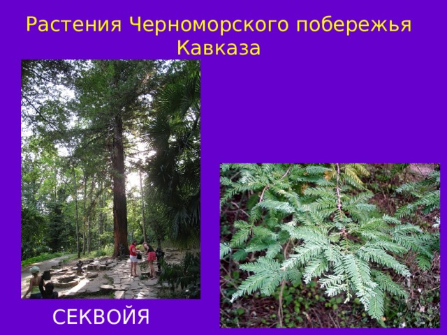 Растения Черноморского побережья Кавказа СЕКВОЙЯ ПЛАТАН 