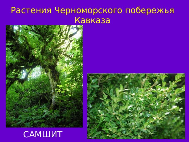 Растения Черноморского побережья Кавказа САМШИТ ПЛАТАН 