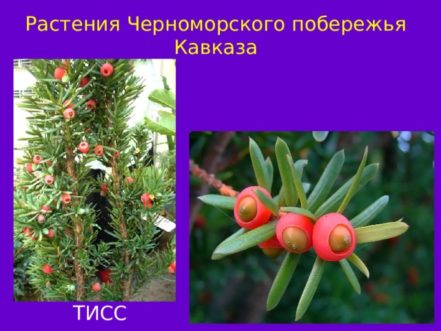 Растения Черноморского побережья Кавказа ТИСС ПЛАТАН 