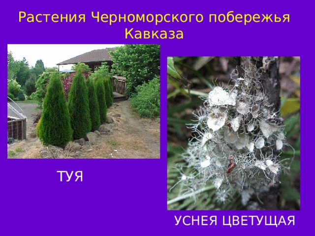 Растения Черноморского побережья Кавказа ТУЯ УСНЕЯ ЦВЕТУЩАЯ 