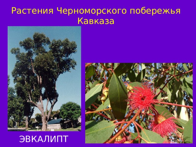 Растения Черноморского побережья Кавказа ЭВКАЛИПТ УСНЕЯ ЦВЕТУЩАЯ 