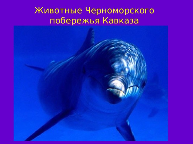 Животные Черноморского побережья Кавказа АФАЛИНА 