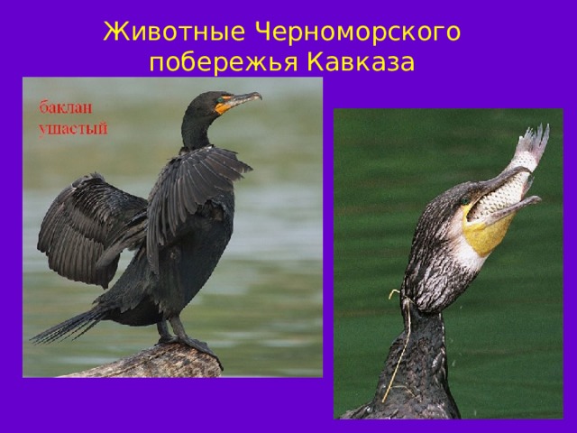 Животные Черноморского побережья Кавказа АФАЛИНА 