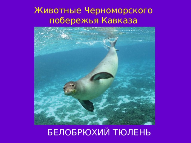 Животные Черноморского побережья Кавказа БЕЛОБРЮХИЙ ТЮЛЕНЬ 