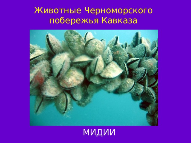 Животные Черноморского побережья Кавказа МИДИИ 