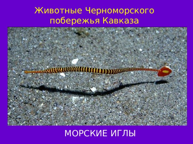 Животные Черноморского побережья Кавказа МОРСКИЕ ИГЛЫ 