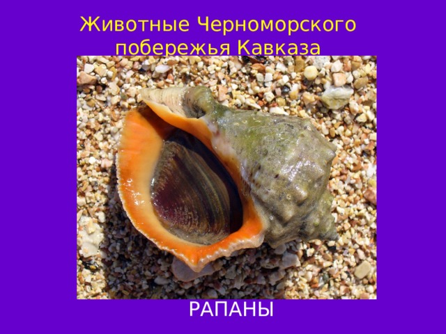 Животные Черноморского побережья Кавказа РАПАНЫ 