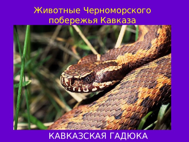 Животные Черноморского побережья Кавказа КАВКАЗСКАЯ ГАДЮКА 