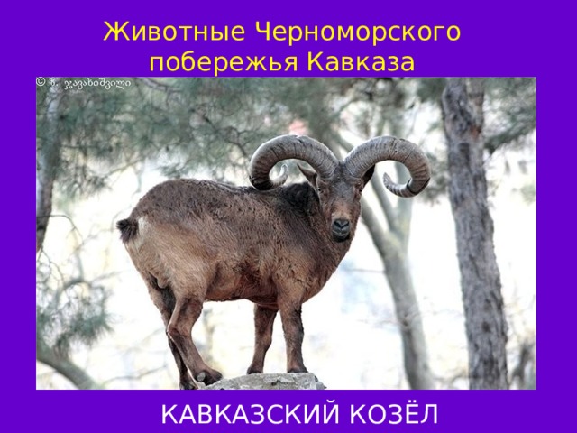 Животные Черноморского побережья Кавказа КАВКАЗСКИЙ КОЗЁЛ 