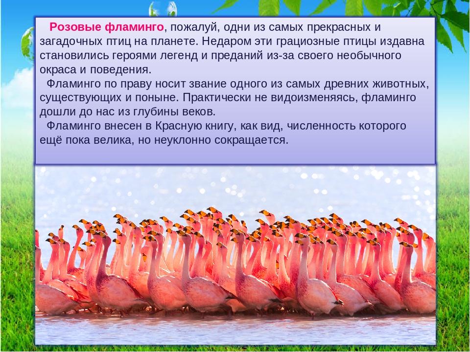 Краткое содержание розовый. Фламинго презентация. Проект про Фламинго. Рассказ о Фламинго. Розовый Фламинго презентация.