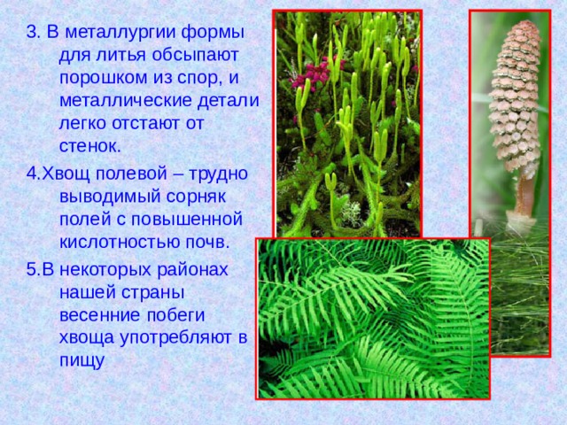 3. В металлургии формы для литья обсыпают порошком из спор, и металлические детали легко отстают от стенок. 4.Хвощ полевой – трудно выводимый сорняк полей с повышенной кислотностью почв. 5.В некоторых районах нашей страны весенние побеги хвоща употребляют в пищу 