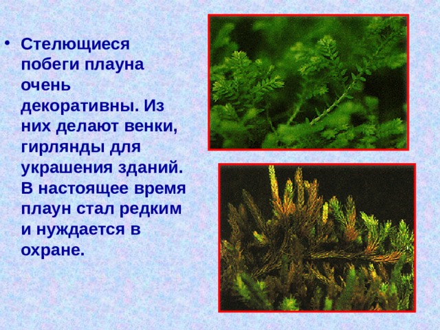 Стелющиеся побеги плауна очень декоративны. Из них делают венки, гирлянды для украшения зданий. В настоящее время плаун стал редким и нуждается в охране. 