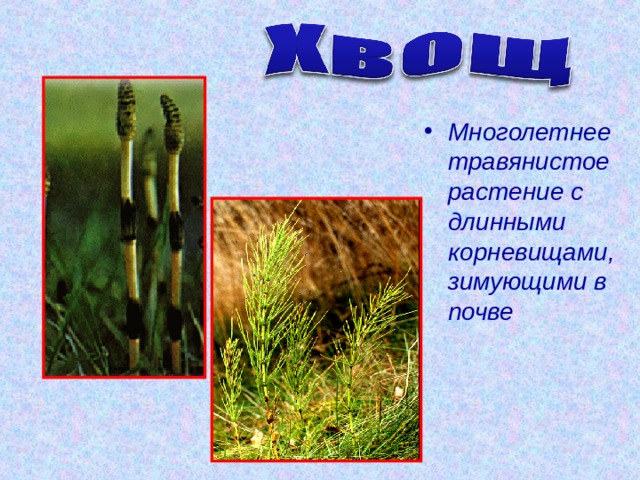 Многолетнее травянистое растение с длинными корневищами, зимующими в почве 