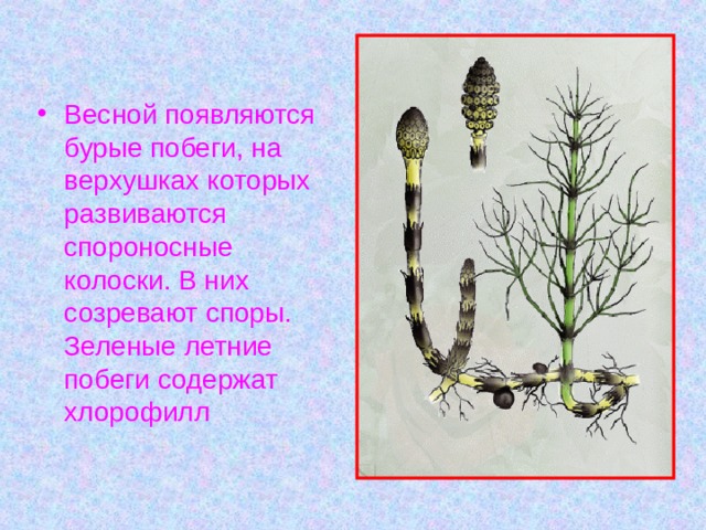 Весной появляются бурые побеги, на верхушках которых развиваются спороносные колоски. В них созревают споры. Зеленые летние побеги содержат хлорофилл 
