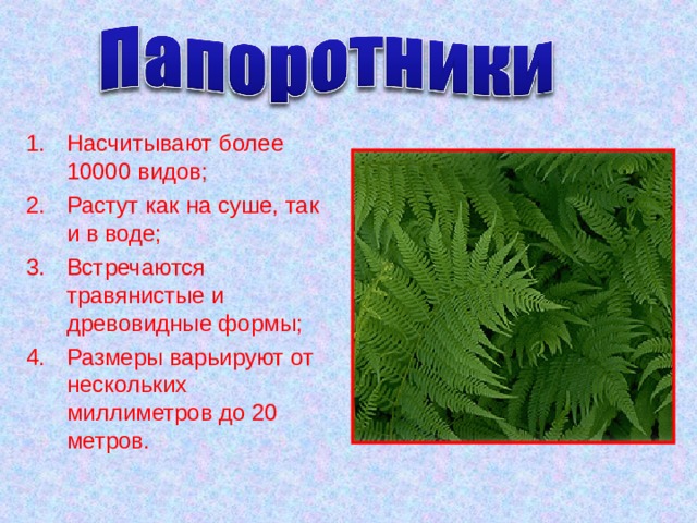 Насчитывают более 10000 видов; Растут как на суше, так и в воде; Встречаются травянистые и древовидные формы; Размеры варьируют от нескольких миллиметров до 20 метров. 
