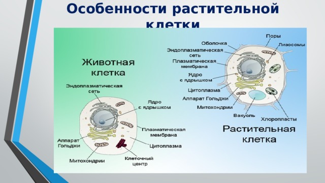 Признаки растительной клетки. Особенности растительной клетки. 3 Особенности растительной клетки. Особенностью растительной клетки является наличие. Отличительные особенности растительной клетки.