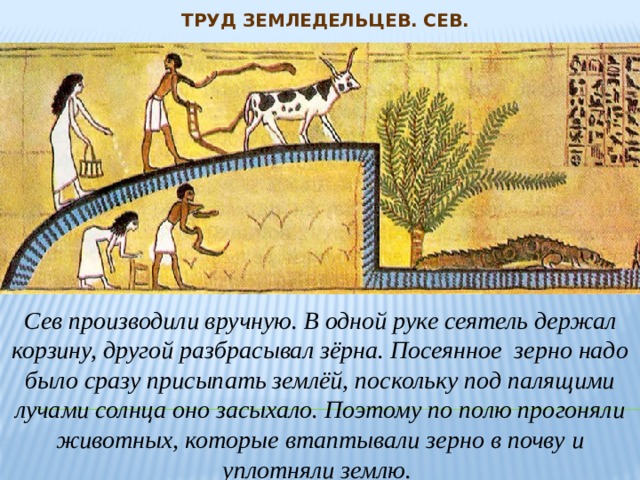 Труд земледельцев. Сев. Сев производили вручную. В одной руке сеятель держал корзину, другой разбрасывал зёрна. Посеянное зерно надо было сразу присыпать землёй, поскольку под палящими лучами солнца оно засыхало. Поэтому по полю прогоняли животных, которые втаптывали зерно в почву и уплотняли землю. 