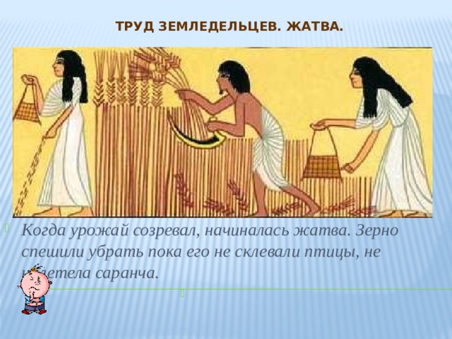 Труд земледельцев. Жатва. Когда урожай созревал, начиналась жатва. Зерно спешили убрать пока его не склевали птицы, не налетела саранча.  
