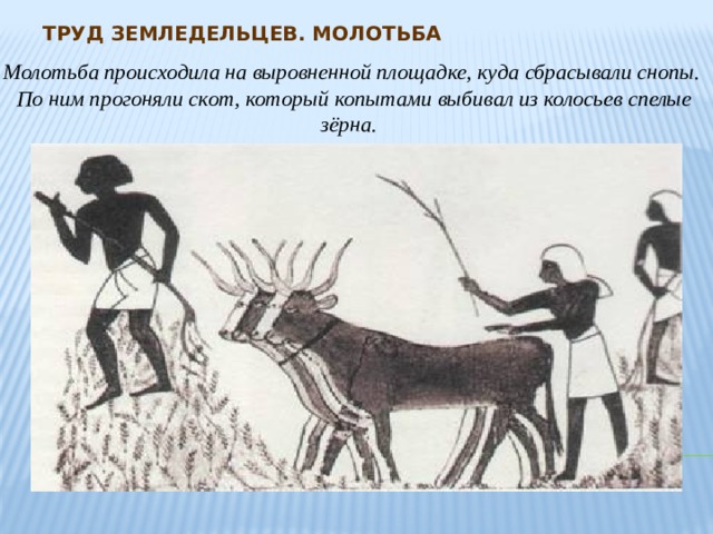 Труд земледельцев. Молотьба Молотьба происходила на выровненной площадке, куда сбрасывали снопы. По ним прогоняли скот, который копытами выбивал из колосьев спелые зёрна. 