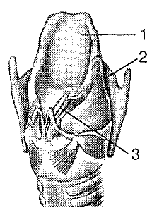 На рисунке гортань обозначена цифрой