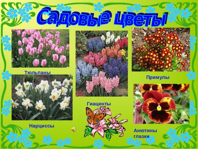 Тюльпаны Примулы Гиацинты Нарциссы Анютины глазки 