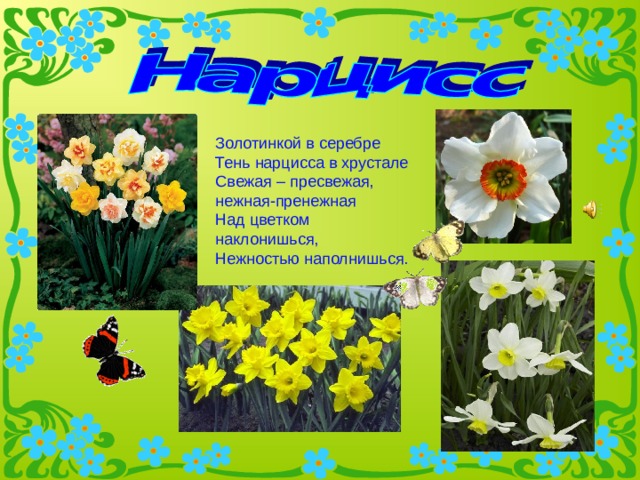 Нарцисс растение значение. Нарциссы первоцветы для детей. Нарциссы и примула. Нарцисс описание в картинках. Первоцветы для дошкольников Нарцисс.