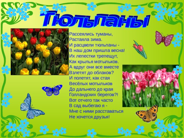 Рассеялись туманы,  Растаяла зима.  И расцвели тюльпаны -  В наш дом пришла весна!  Их лепестки трепещут,  Как крылья мотыльков.  А вдруг они все вместе  Взлетят до облаков?  И полетят, как стая  Весёлых мотыльков  До дальнего до края  Голландских берегов?!  Вот отчего так часто  В сад выбегаю я -  Мне с ними расставаться  Не хочется друзья!   
