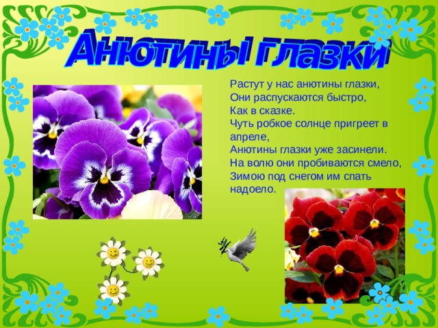 Растут у нас анютины глазки, Они распускаются быстро, Как в сказке. Чуть робкое солнце пригреет в апреле, Анютины глазки уже засинели. На волю они пробиваются смело, Зимою под снегом им спать надоело. 