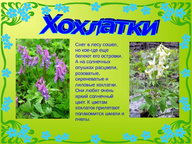 Снег в лесу сошел, но кое-где еще белеют его островки. А на солнечных опушках расцвели, розоватые, сиреневатые и лиловые хохлатки. Они любят очень яркий солнечный цвет. К цветам хохлаток прилетают полакомится шмели и пчелы. 