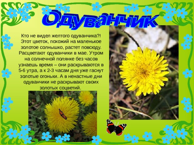 Кто не видел желтого одуванчика?! Этот цветок, похожий на маленькое золотое солнышко, растет повсюду. Расцветают одуванчики в мае. Утром на солнечной полянке без часов узнаешь время – они раскрываются в 5-6 утра, а к 2-3 часам дня уже гаснут золотые огоньки. А в ненастные дни одуванчики не раскрывают своих золотых соцветий. 