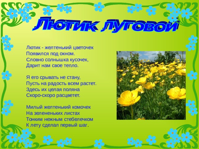 Лютик - желтенький цветочек Появился под окном. Словно солнышка кусочек, Дарит нам свое тепло.  Я его срывать не стану, Пусть на радость всем растет. Здесь их целая поляна Скоро-скоро расцветет.  Милый желтенький комочек На зелененьких листах Тонким нежным стебелечком К лету сделал первый шаг . 