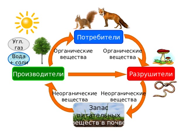 Потребители Угл. газ Органические Органические вещества вещества Вода + соли Производители Разрушители Неорганические Неорганические вещества вещества Запас питательных веществ в почве 