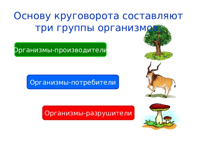 Основу круговорота составляют три группы организмов: Организмы-производители Организмы-потребители Организмы-разрушители 