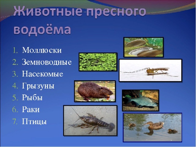 Обитатели пресных водоемов 2 класс школа 21 века презентация