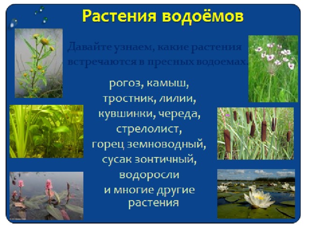 Тест окружающий мир жизнь в пресных водах. Растения водоёмов названия. Названия растений пресного водоема 4 класс. Водоросли встречается в пресных водоемах:. Атлас растений пресного водоема.