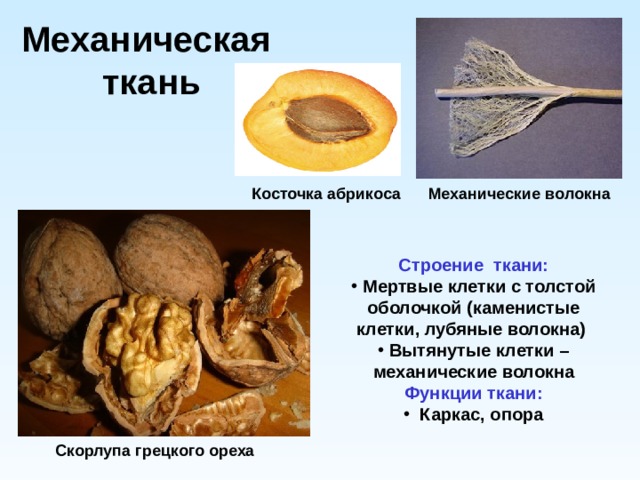 "Ткани растения" - Биология - Презентации - 5 класс
